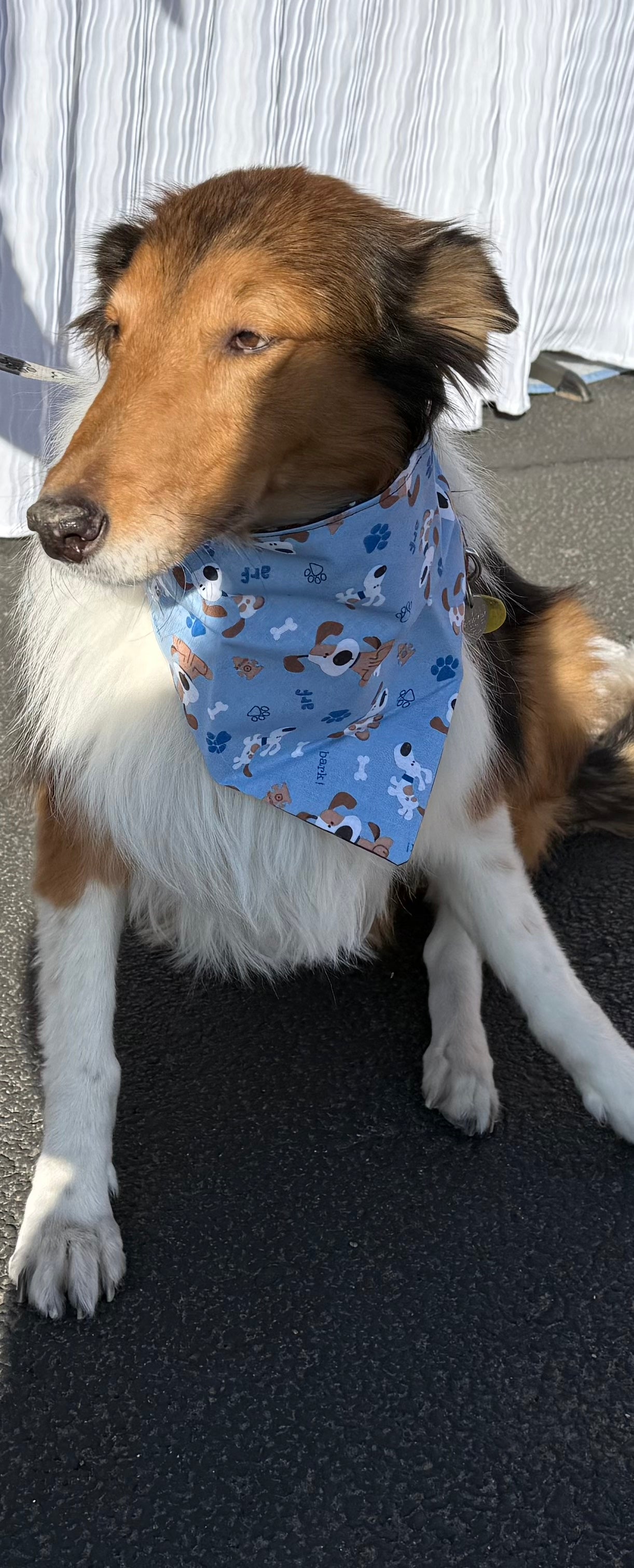 Handsomest Boy