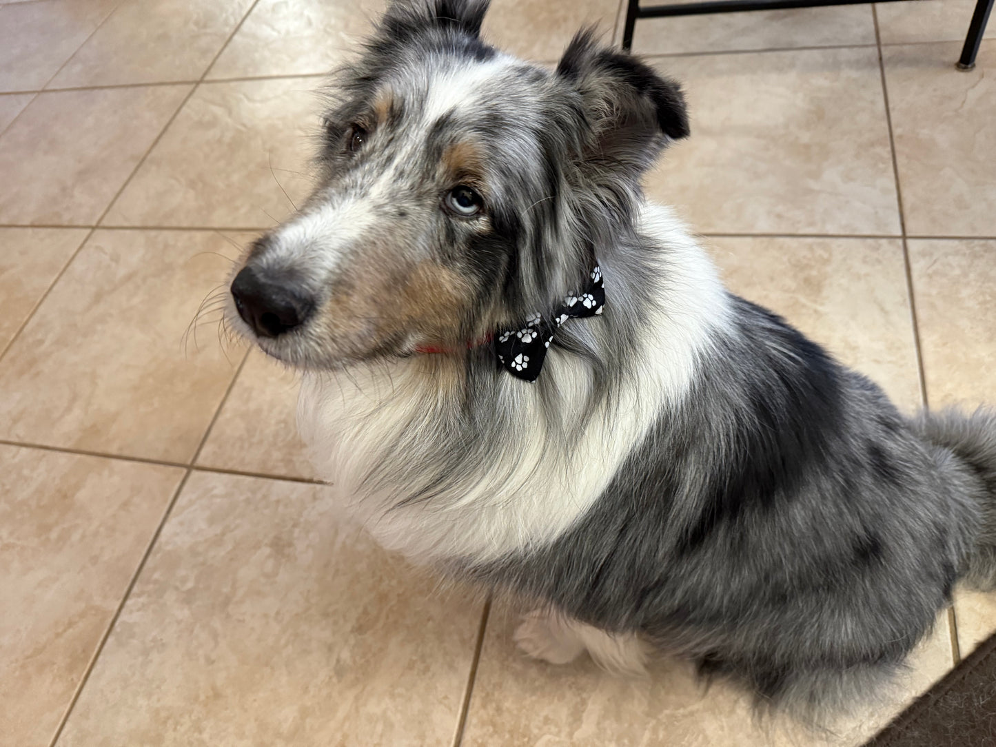 Bowtie - Over the collar