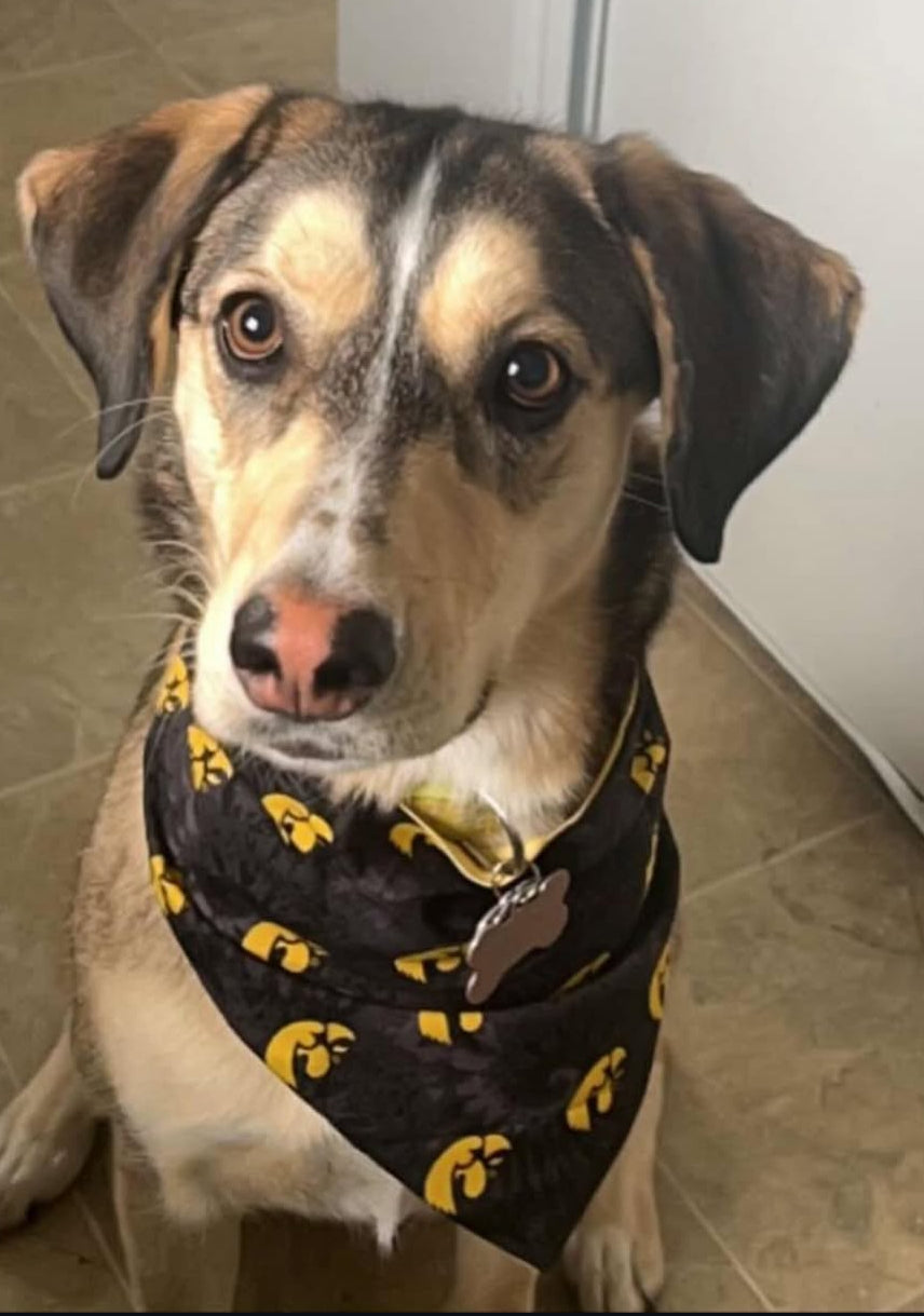 Hawkeyes