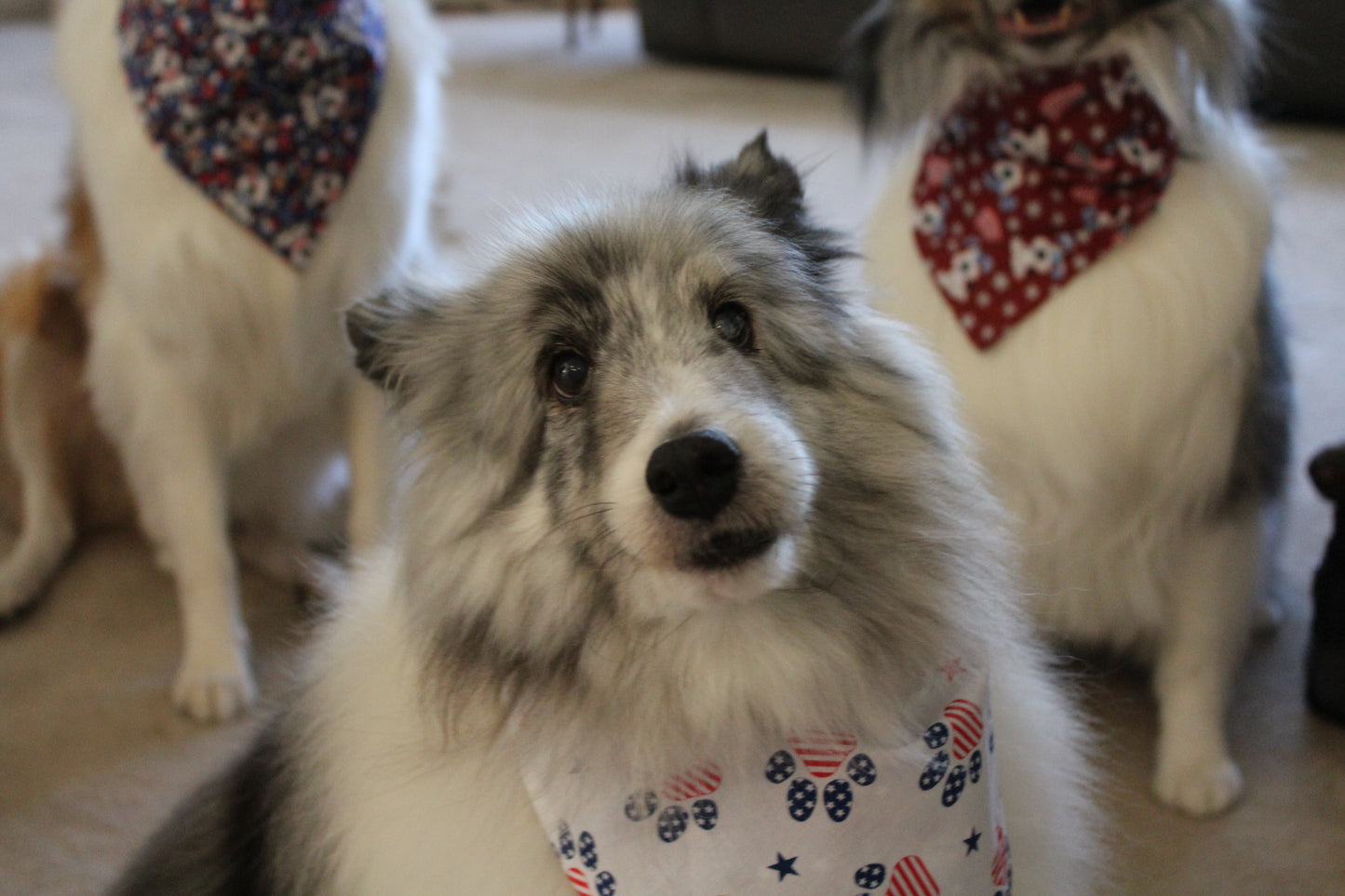 American Paws