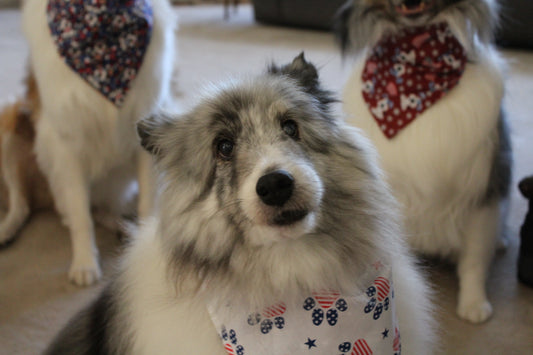 American Paws